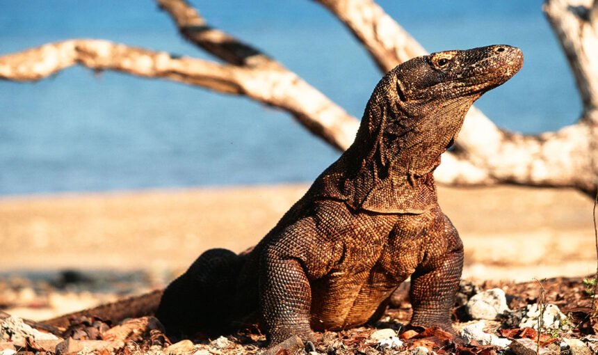 5 things to do in Labuan Bajo